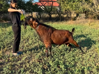 Kozel, Kozy — foto 2