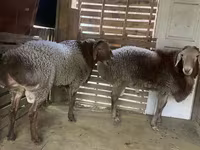 قوچ, Hissar sheep — عکس 1