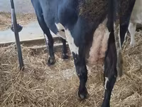 วัวตัวเมีย, Russian Black pied cattle — รูปภาพ 2