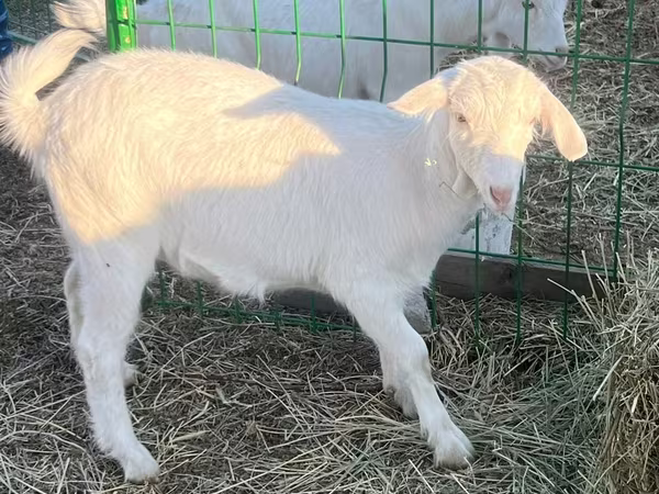 Keçi, Saanen goat