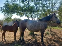 母马, Horses — 照片 2
