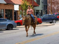 ม้าตัวผู้, Quarter Horse — รูปภาพ 7
