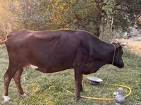 Mucca, Bovini — foto 5