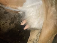 گاو ماده, گاو — عکس 4