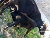 Lembu betina, Cattle — foto 2