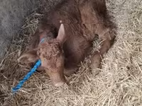 วัวตัวเมีย, Simmental cattle — รูปภาพ 5