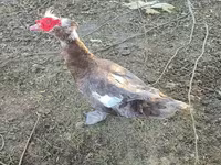 مسکوی خانگی — عکس 1