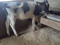 Ko, Russian Black pied cattle — foto 2