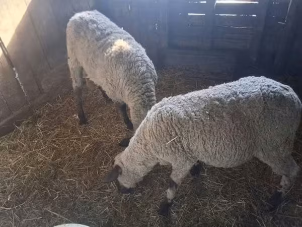Sheep, Sheep — Hungary