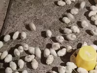 Chickens — عکس 7