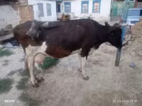 गाय, Russian Black pied cattle — फ़ोटो 2