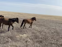 Cavalo, Cavalos — foto 3