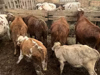 Bik, Simmental cattle — fotografija 1