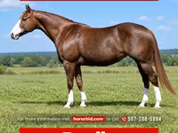 Kobila, Quarter Horse — fotografija 1