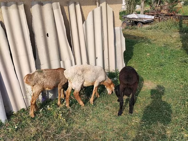 የጎትት አውራ በግ, Sheep