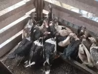 Ducks — foto 1