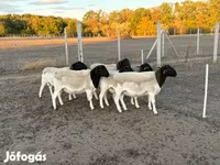 Овен, Dorper sheep — снимка 5