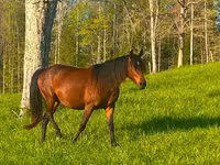 Kobyła, Rocky Mountain Horse — zdjęcie 2