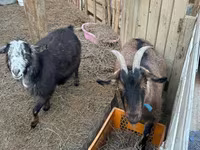 Ri’ lab, Saanen goat — sawirka 6