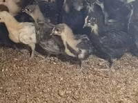 Australorp — zdjęcie 3