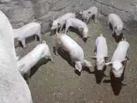 Babi betina, Pigs — foto 2