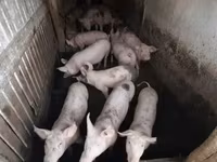 หมูป่าตัวผู้, หมู — รูปภาพ 5