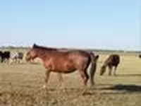 Азаргагүй морь, Kazakh horse — 2 зураг
