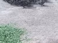 domácí kachna pižmová — foto 2