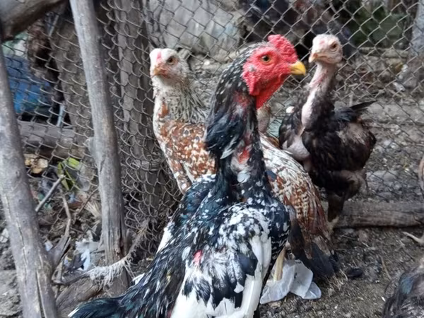 Chickens