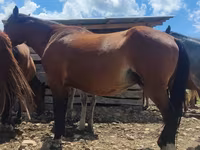 Kuda jantan, Horses — foto 1