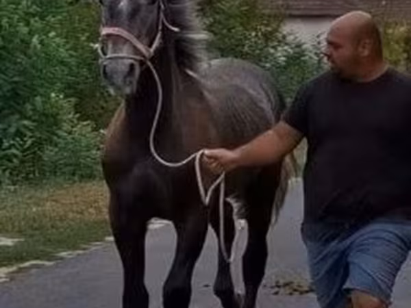 Koń, Lipizzaner