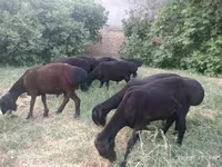 Kambing jantan, Sheep — foto 2