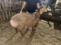 แกะตัวผู้, Arashan sheep — รูปภาพ 1