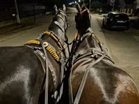 Азаргагүй морь, Nonius horse — 1 зураг