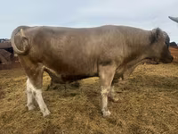 Bik, Simmental cattle — fotografija 3