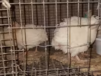 Quails — zdjęcie 4
