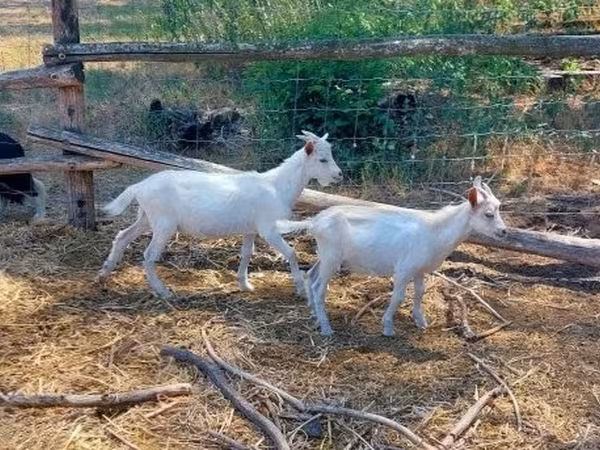 Billy Goat, Goats — Hungary