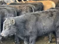 Бик, Simmental cattle — снимка 2