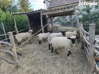 แกะตัวเมีย, German Blackheaded Mutton sheep — รูปภาพ 1