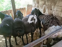 Bélier, Rhon sheep — photo 3