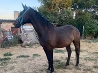 Stute, Nonius horse — Foto 2