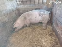 Babi hutan, Pigs — foto 1