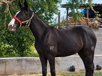 Азаргагүй морь, Kyrgyz Horse — 2 зураг