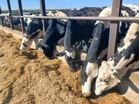 Крава, Russian Black pied cattle — снимка 2