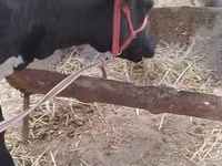 Vacă, Bovine — foto 1
