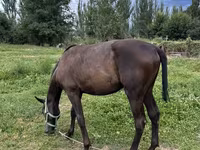 At, French Trotter — foto 1