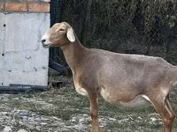 Cừu đực, Cừu — ảnh 1