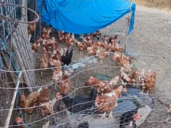 Danish hen — Hungary