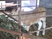 Krava, Swiss cattle — foto 2