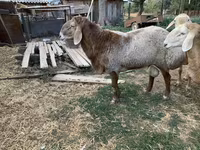 Ido, Sheep — sawirka 3